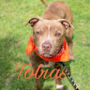 Meet your Posher, Meg